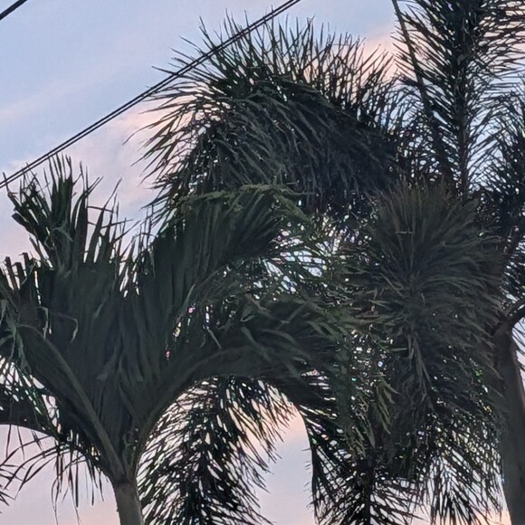 lfog